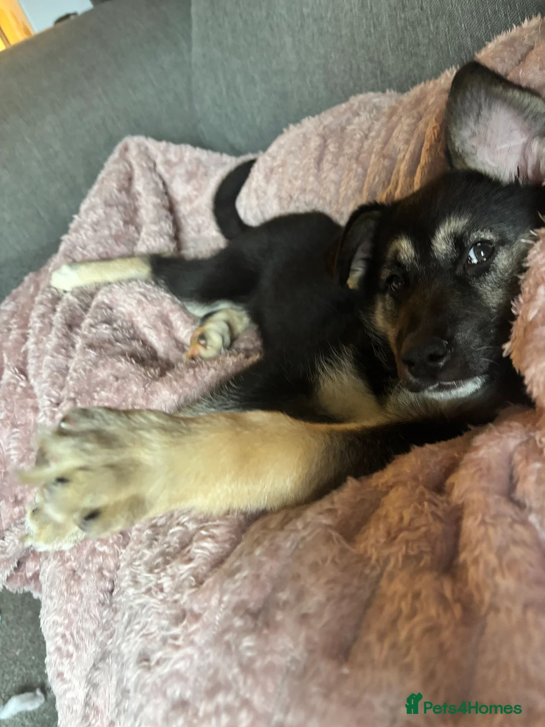 German Shepherd dogs for sale: German Shepherd Pup - Advert 2