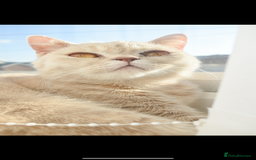 British Shorthair cats for sale: Two beautiful British shorthairs - Image 6