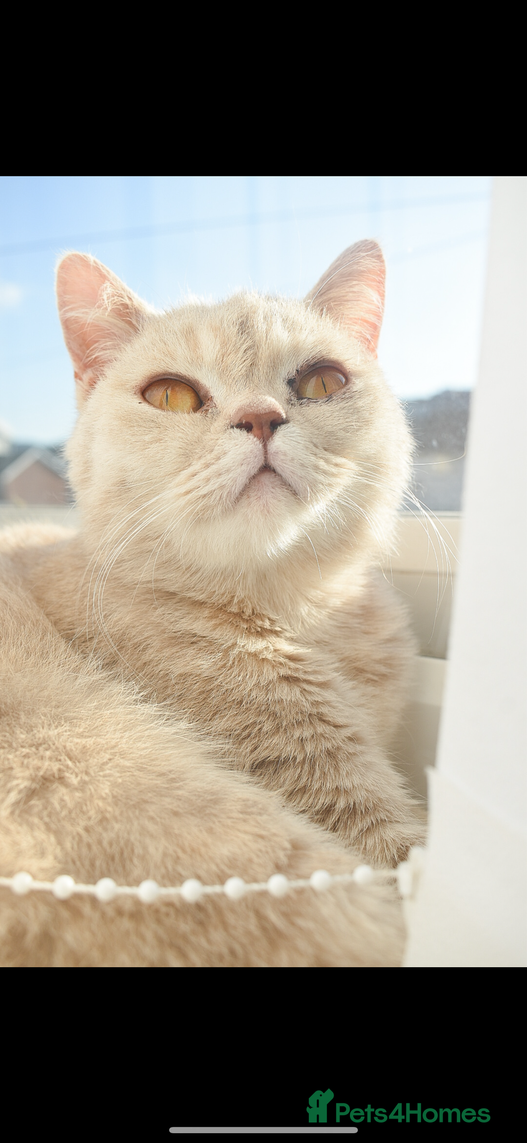 British Shorthair cats for sale: Two beautiful British shorthairs - Image 6