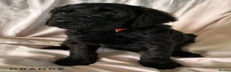 Newfypoo dogs for sale: 8 Beautiful F1 Newfypoo Puppies  - Advert 11