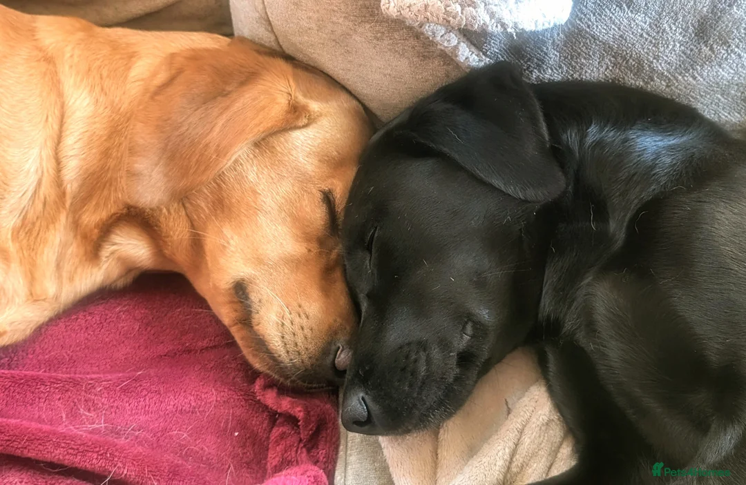 Labrador Retriever dogs for sale: 2 Male Puppies: Red and Yellow FTW & FTCH lines - Advert 6