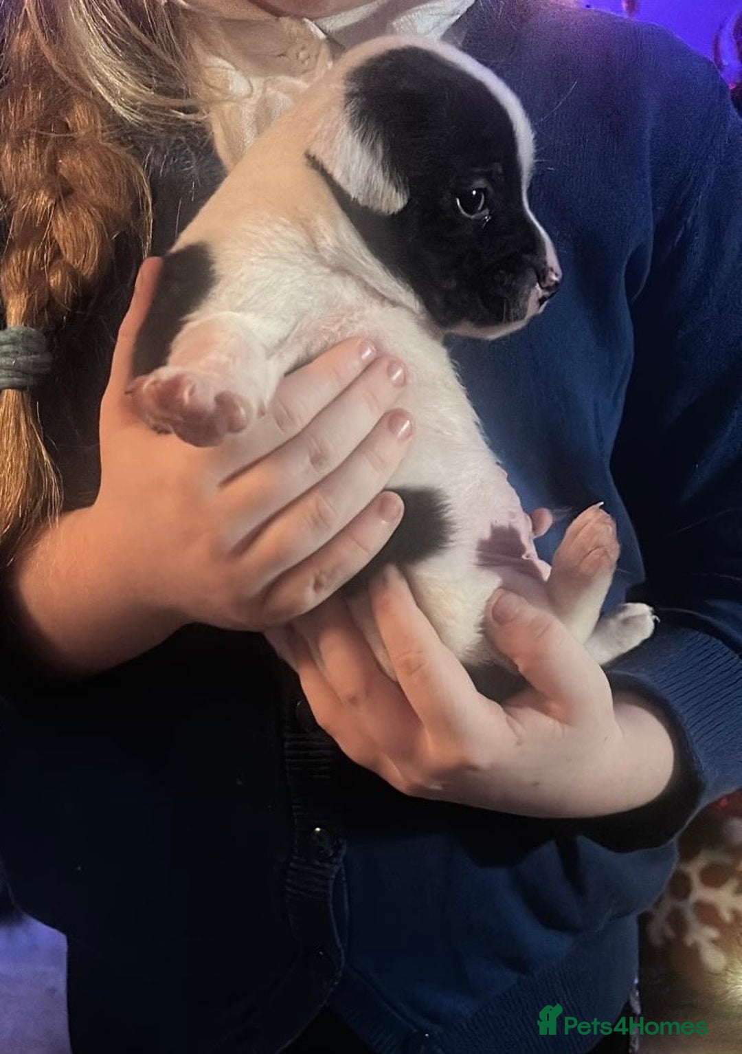 Jack Russell dogs for sale: 8 beautiful Jack Russell’s - Advert 2