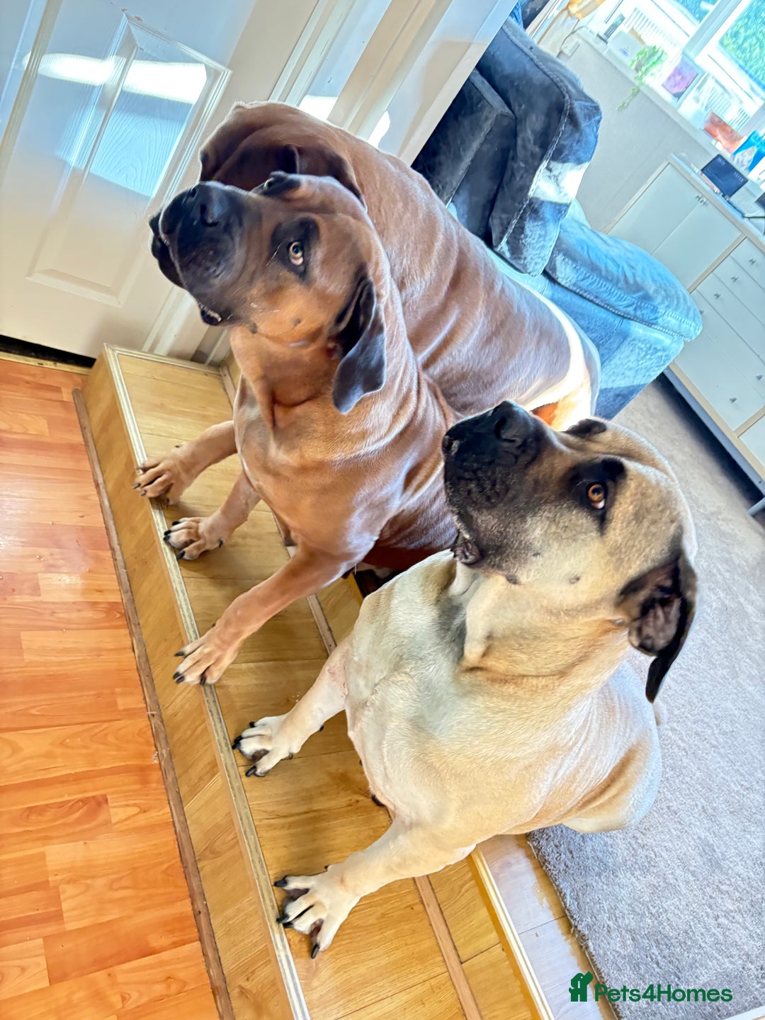 Boerboel dogs for sale: EXCEPTIONAL NABBR REGISTERED PUPPIES!  - Image 37