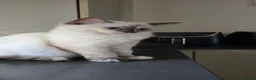 Ragdoll cats for sale: Ragdoll/Siberian mix kittens - Advert 8