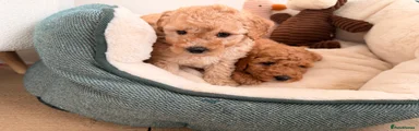 Poochon 3