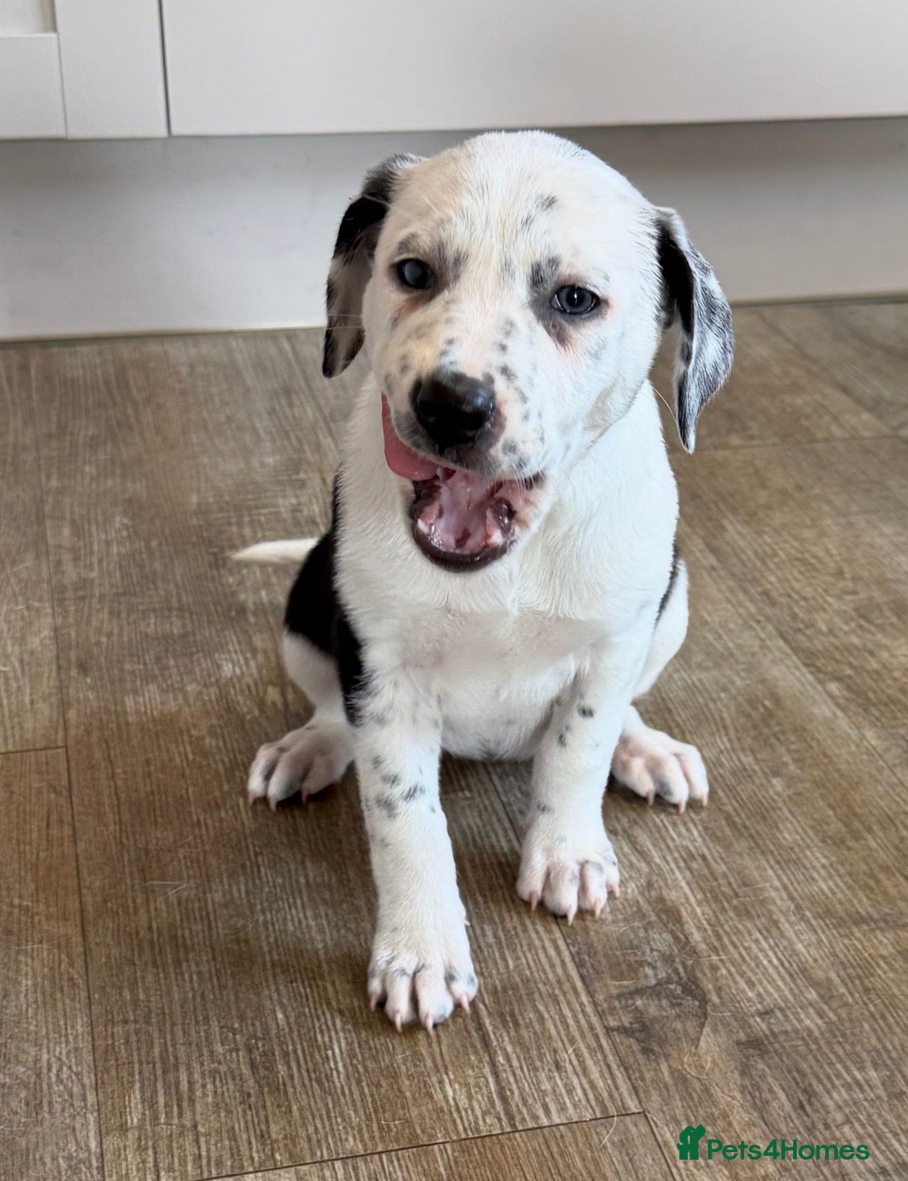 Mixed Breed dogs Dalmatian x collie puppies - Advert 1