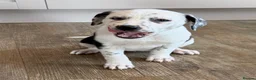 Mixed Breed dogs for sale: Dalmatian x collie puppies in Stone - Advert 1