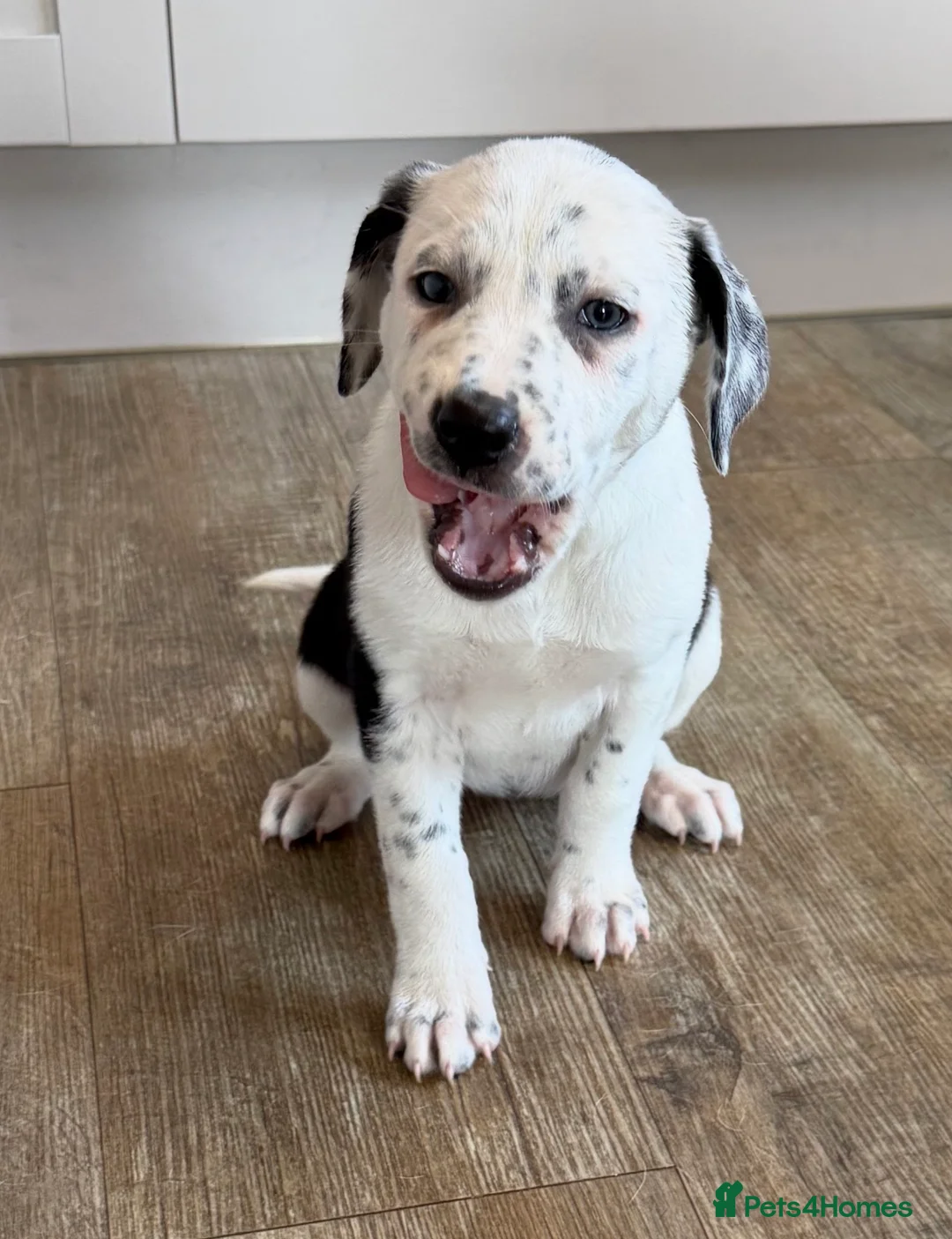 Mixed Breed dogs for sale: Dalmatian x collie puppies in Stone - Advert 1