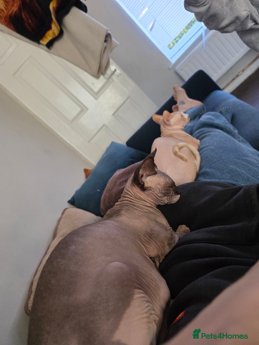 Sphynx cats for sale: 🩷 Sphynx Kitten – Female   - Image 9