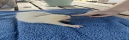 Ferret rodents for sale: Beautiful Ferret Kits for sale  - Advert 9