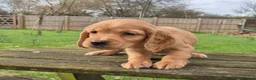 Cocker Spaniel dogs for sale: Golden Cocker Spaniels - Advert 4
