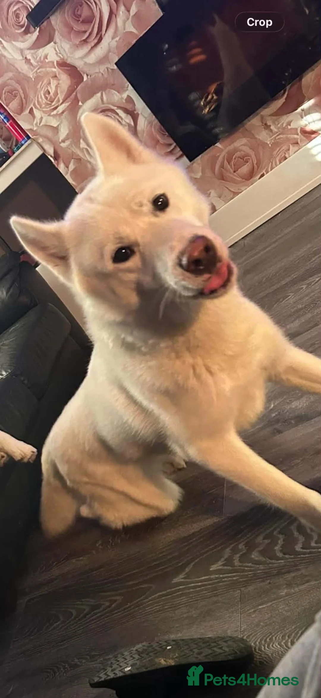 Siberian Husky dogs for sale: BEAR- male Siberian husky  - Advert 1