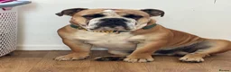 English Bulldog dogs for stud: Fatboy! Bulldog for Stud - Advert 3