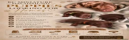 Miniature Dachshund dogs for sale: Beautiful kc miniature dachshund puppies - Advert 1