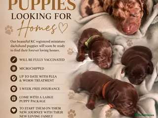 Miniature Dachshund dogs Beautiful kc miniature dachshund puppies - Advert 1