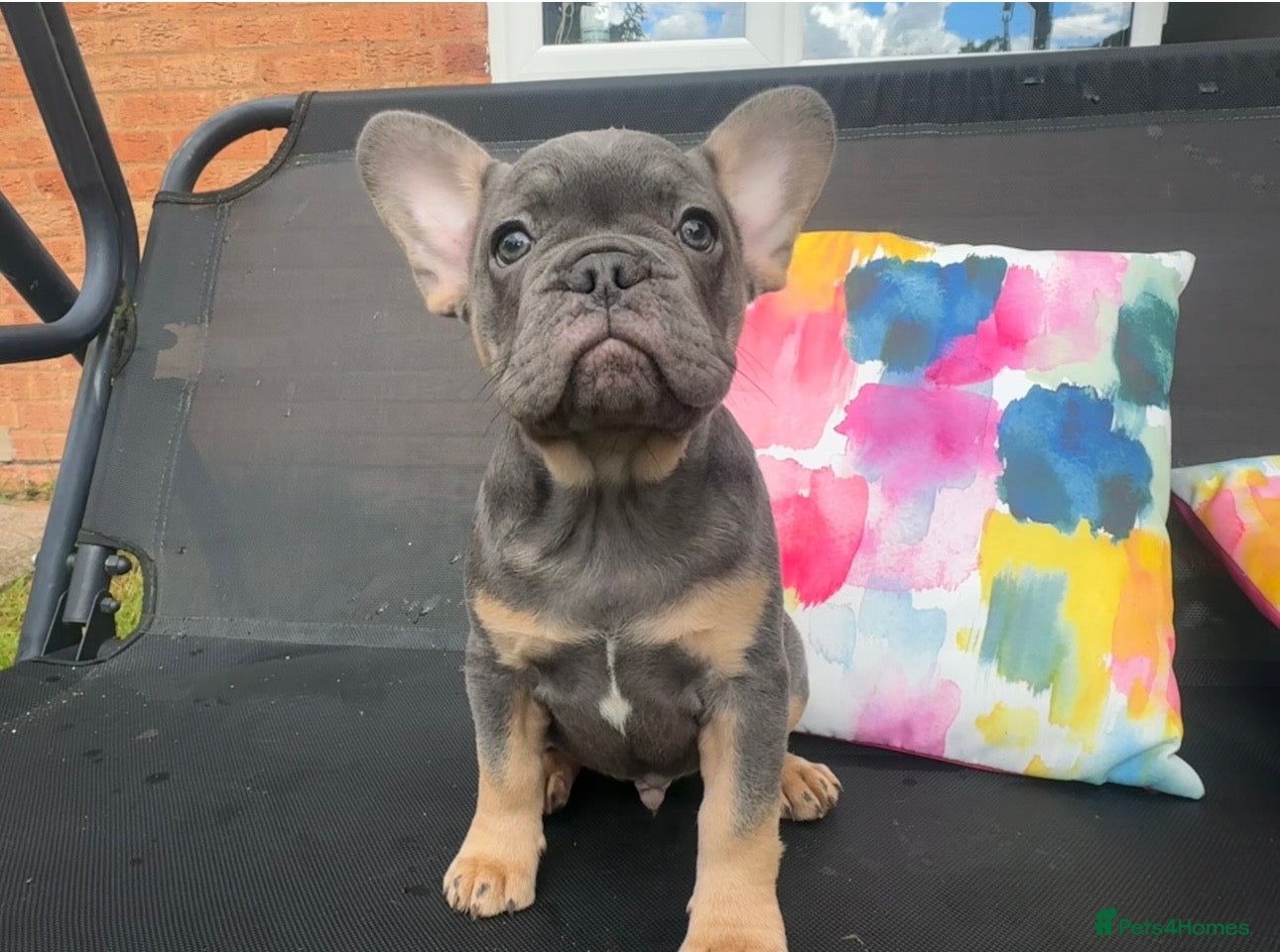 French Bulldog dogs for sale: Frenchie Puppies Ready to go now  in Halesowen - Advert 8