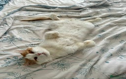 Mixed Breed cats for adoption: TEAPOT ! - THE MOST AFFECTIONATE BOY YOU CAN ADOPT - Image 4