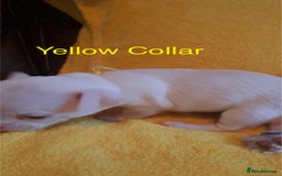 Chihuahua dogs for sale: Beautiful Chihuahua Puppies  - Image 8