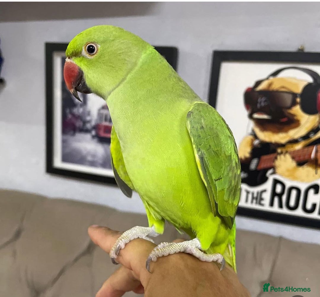 Ringnecks birds for sale: Green ringneck Parrot  - Image 3