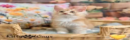 Maine Coon cats for sale: 🐾🦁 *TICA REG* GINGER MAINE COON KITTENS🦁🐾 - Advert 7