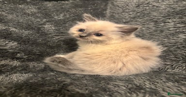 Ragdoll cats - Advert 6