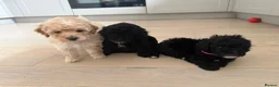 Toy Poodle dogs for sale: Toy poodles puppies. Last girl left - ready to go - Advert 10