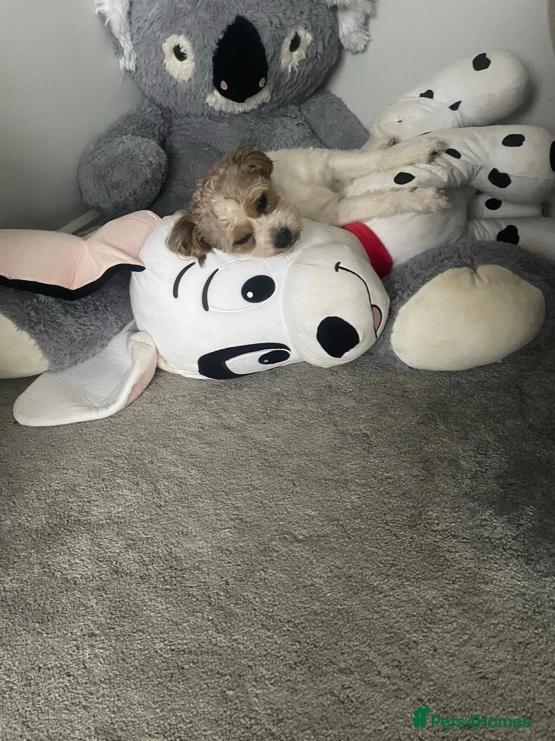 Mixed Breed dogs for sale: Jack Russell x Shih Tzu  - Advert 13