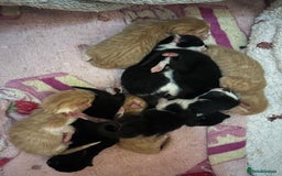 Mixed Breed cats for sale: 1 FEMALE LEFT left  - Image 11