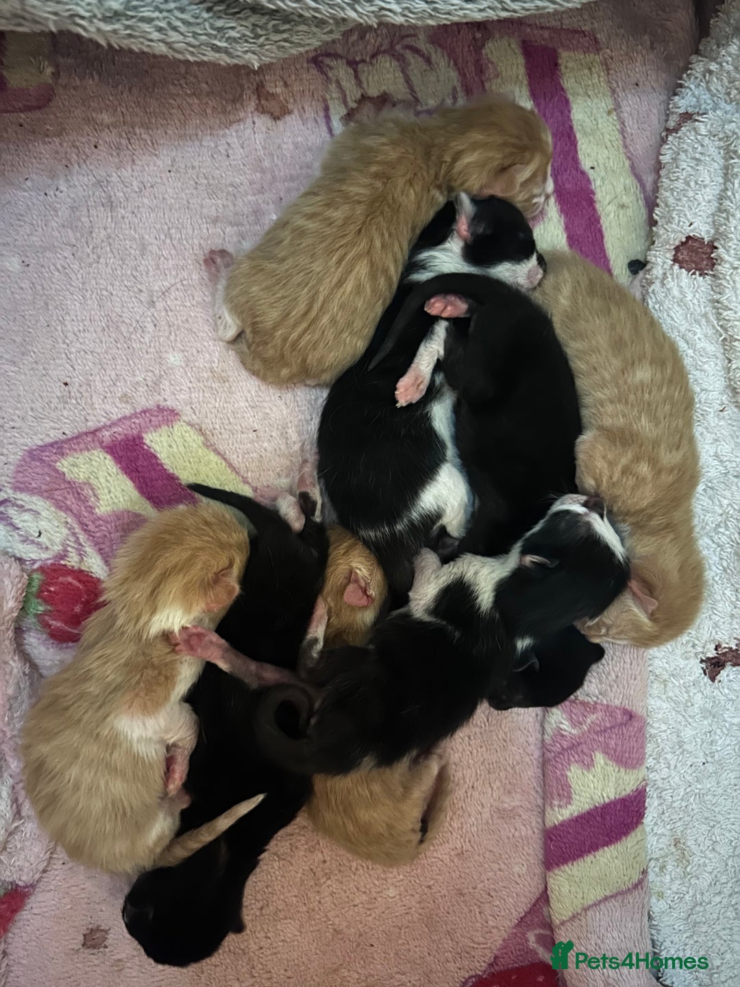 Mixed Breed cats for sale: 1 FEMALE LEFT left  - Image 11