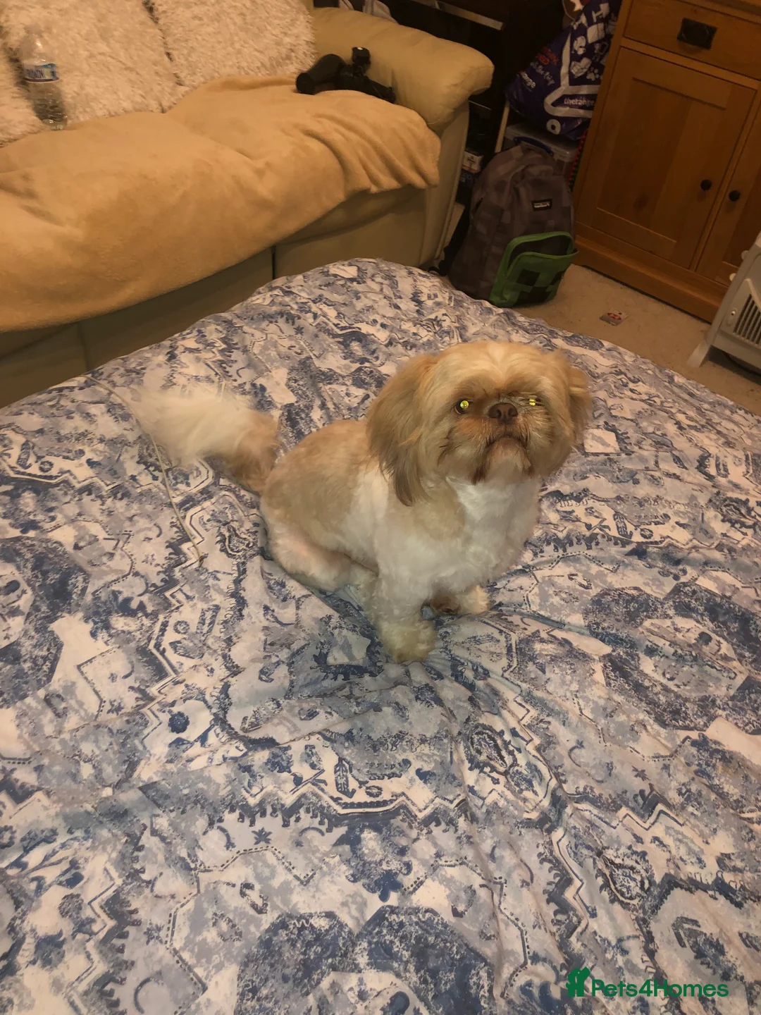 Shih Tzu dogs for stud: Pure breed male shih tzu stud  in Milton Keynes - Advert 7