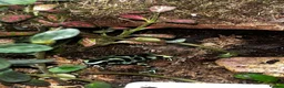 Frog reptiles for sale: Dart frogs dendrobates aurutus  - Advert 2