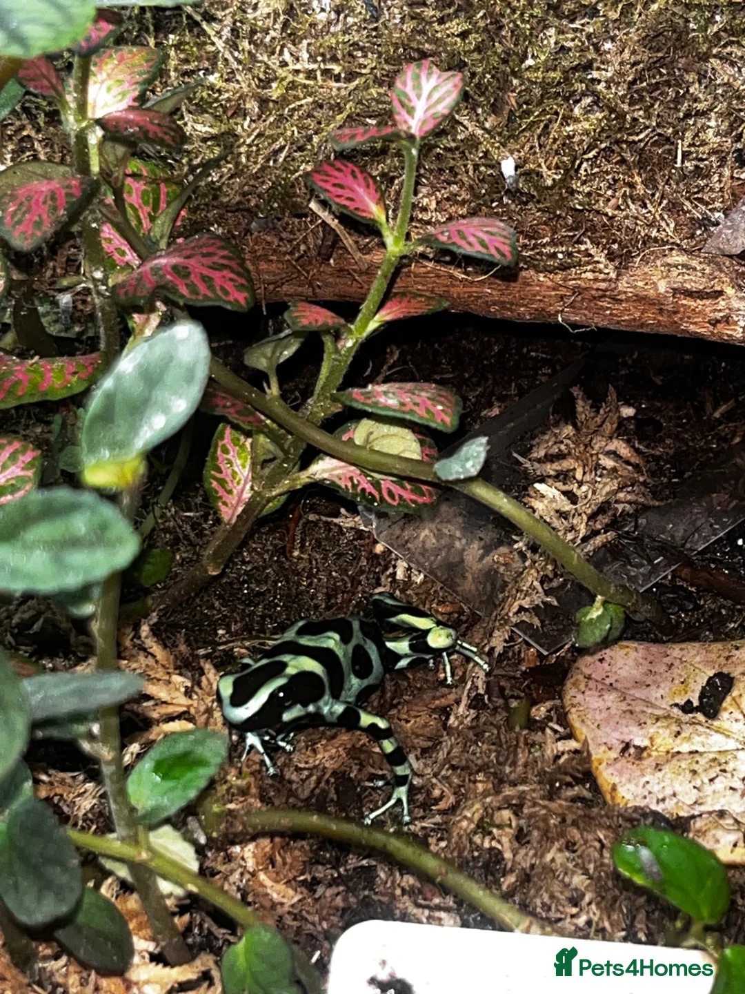 Frog reptiles for sale: Dart frogs dendrobates aurutus  - Advert 2