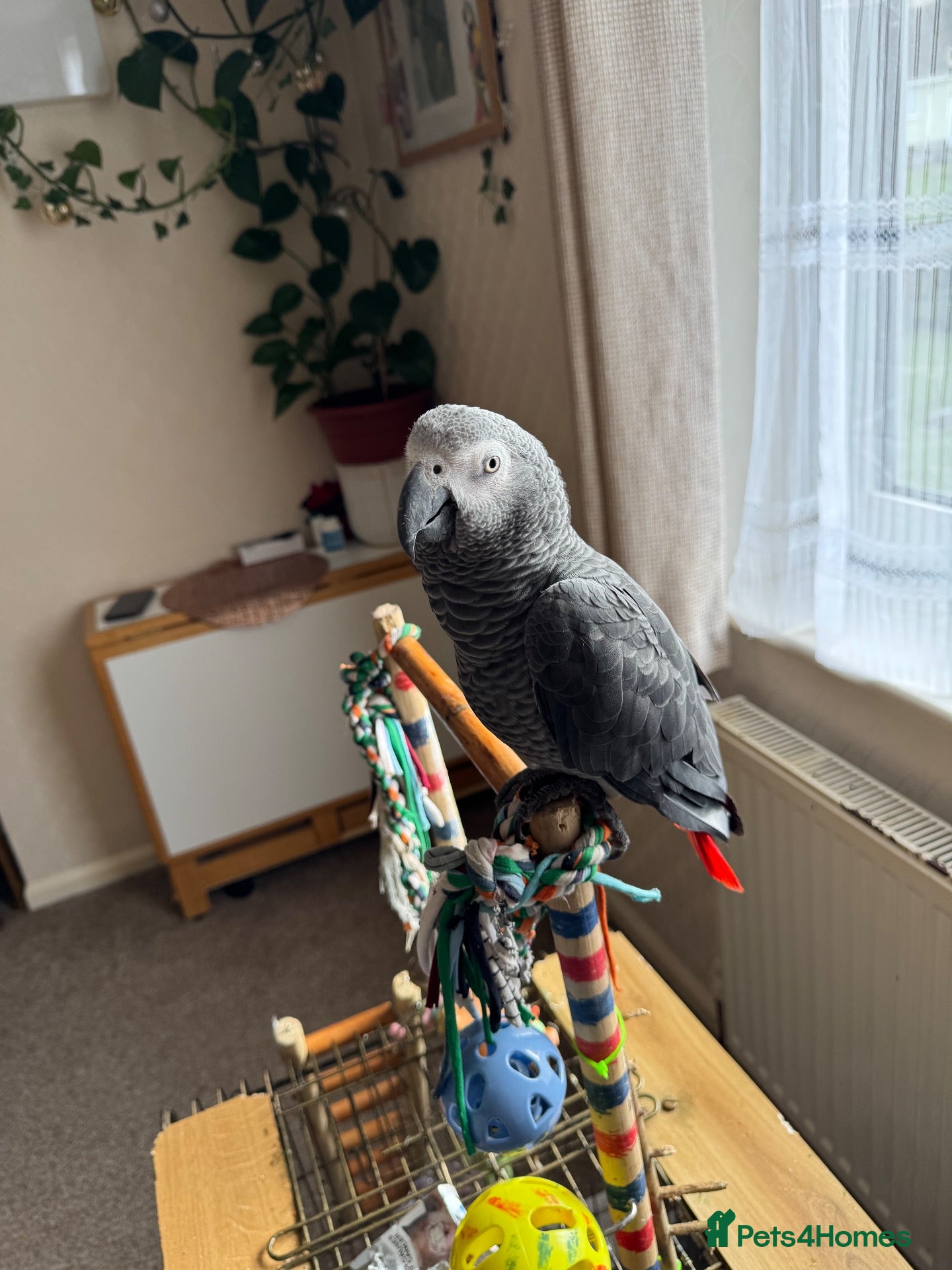 Parrots birds African Grey - Advert 2