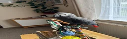 Parrots birds for sale: African Grey in Plymouth - Advert 1