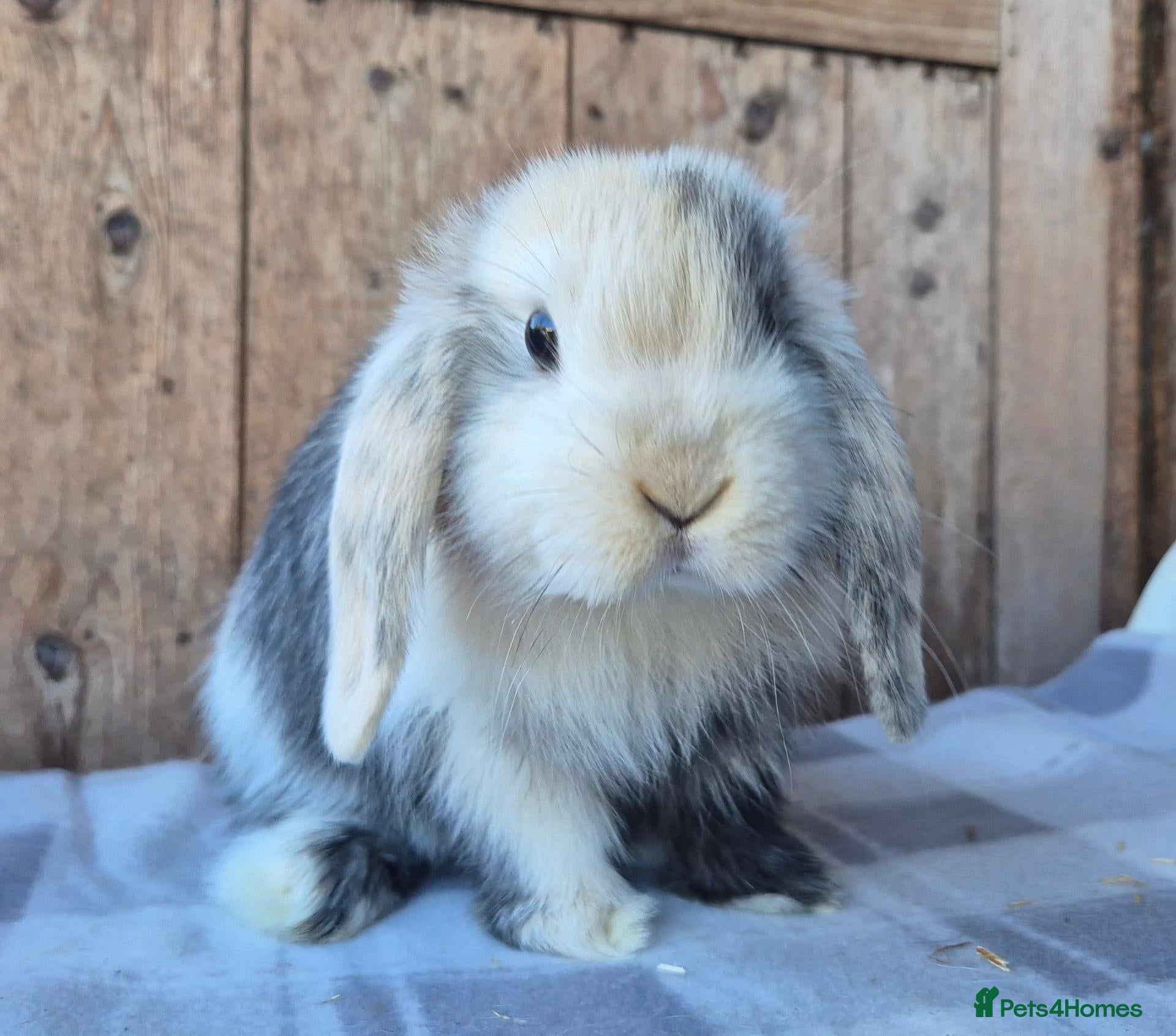 Mini Lop rabbits Mini lops ready now  - Advert 3
