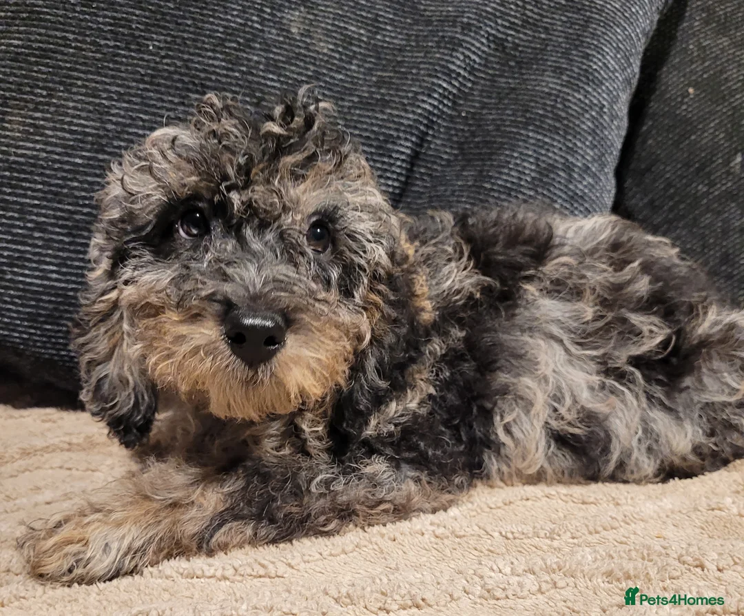 Labradoodle dogs for sale: Labradoodle puppies - Advert 12