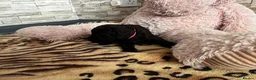 Labradoodle dogs for sale: F1bb Labradoodle Puppies - Ideal Family Balance - Advert 20