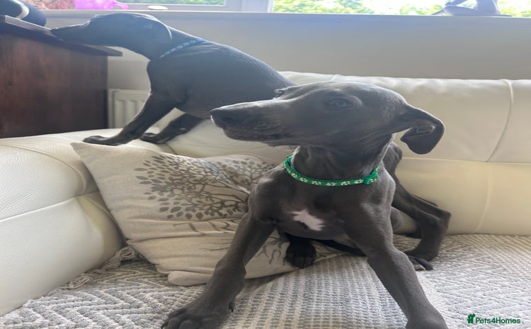 Whippet dogs - Advert 4