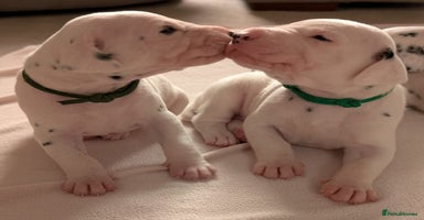 Dalmatian dogs Beautiful Dalmatian puppies - Advert 5