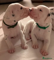 Dalmatian dogs Beautiful Dalmatian puppies - Advert 5