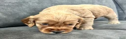 Cockapoo dogs for sale: Gorgeous Cockapoo puppies - Advert 7
