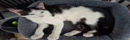 Mixed Breed cats for sale: X kittens - Advert 5