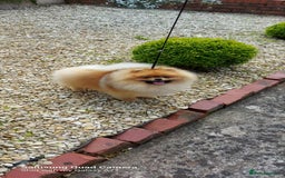 Pomeranian dogs for sale: Male Pomeranian for Sale  - Image 2
