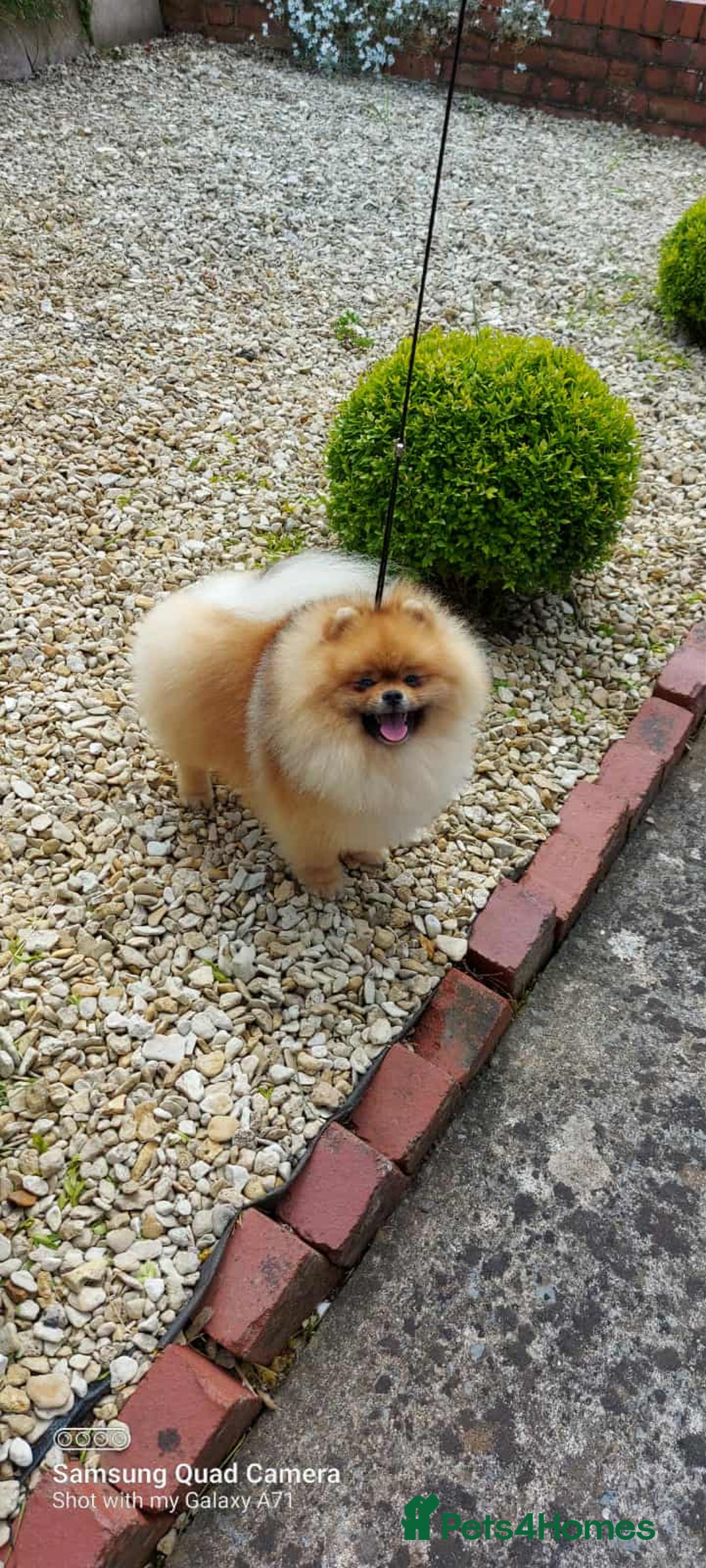 Pomeranian dogs for sale: Male Pomeranian for Sale  - Image 2