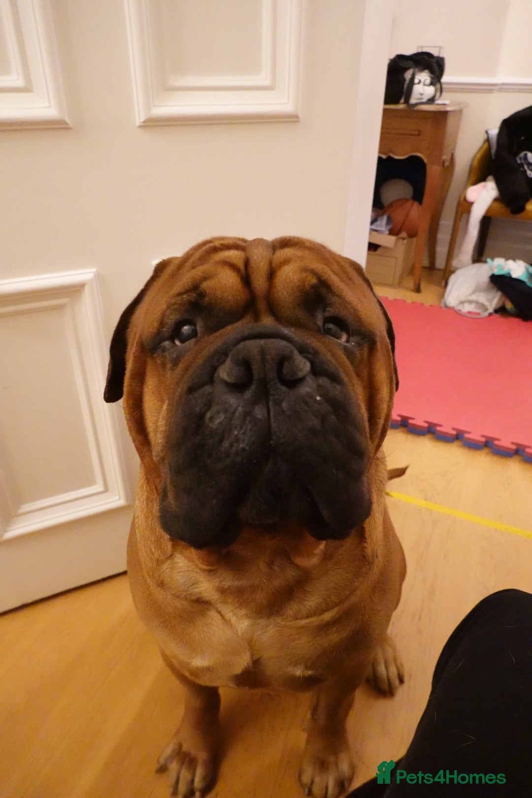 Bullmastiff dogs for stud: Gentle Giant Bullmastiff Stud US Ukraine Bloodline - Advert 12