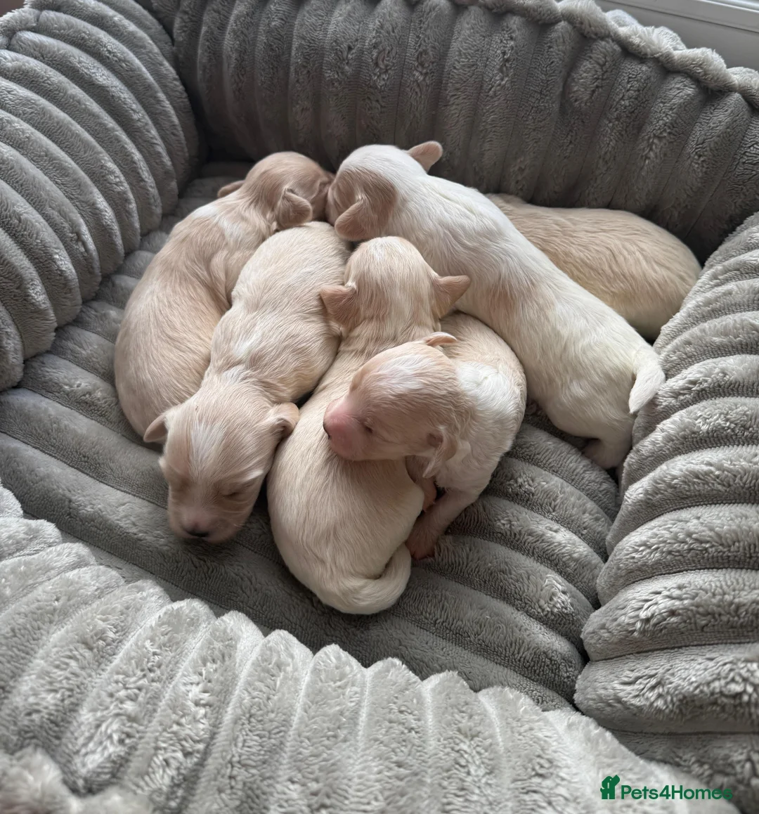 Mixed Breed dogs for sale: Beautiful Maltipoo puppies available  - Advert 1