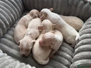 Mixed Breed dogs Beautiful Maltipoo puppies available - Advert 1