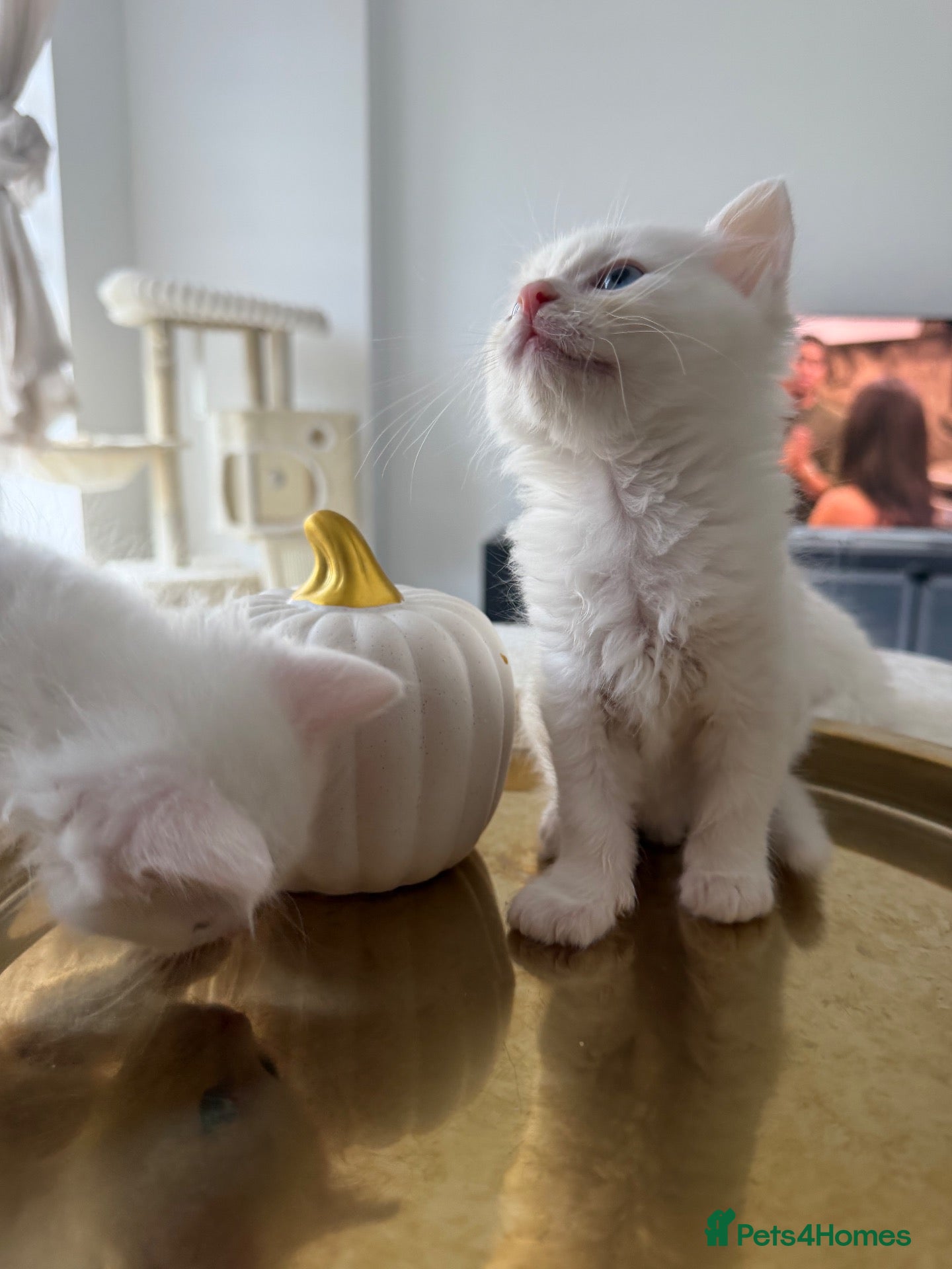 Ragdoll cats Ragdoll kittens - Advert 10