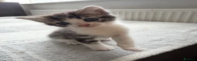 Scottish Fold Kitten 2