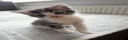Scottish Fold cats for sale: Adorable kittens - Advert 9